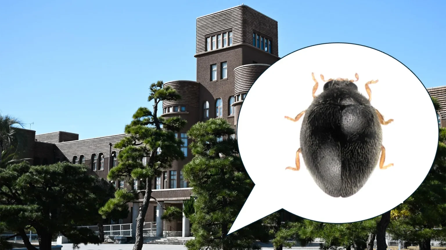 Researchers discover new species of beetle hiding right next to their lab