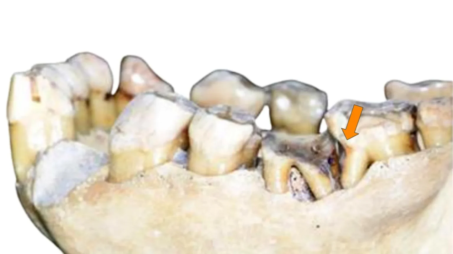 Scientists may have debunked humanity’s oldest habits