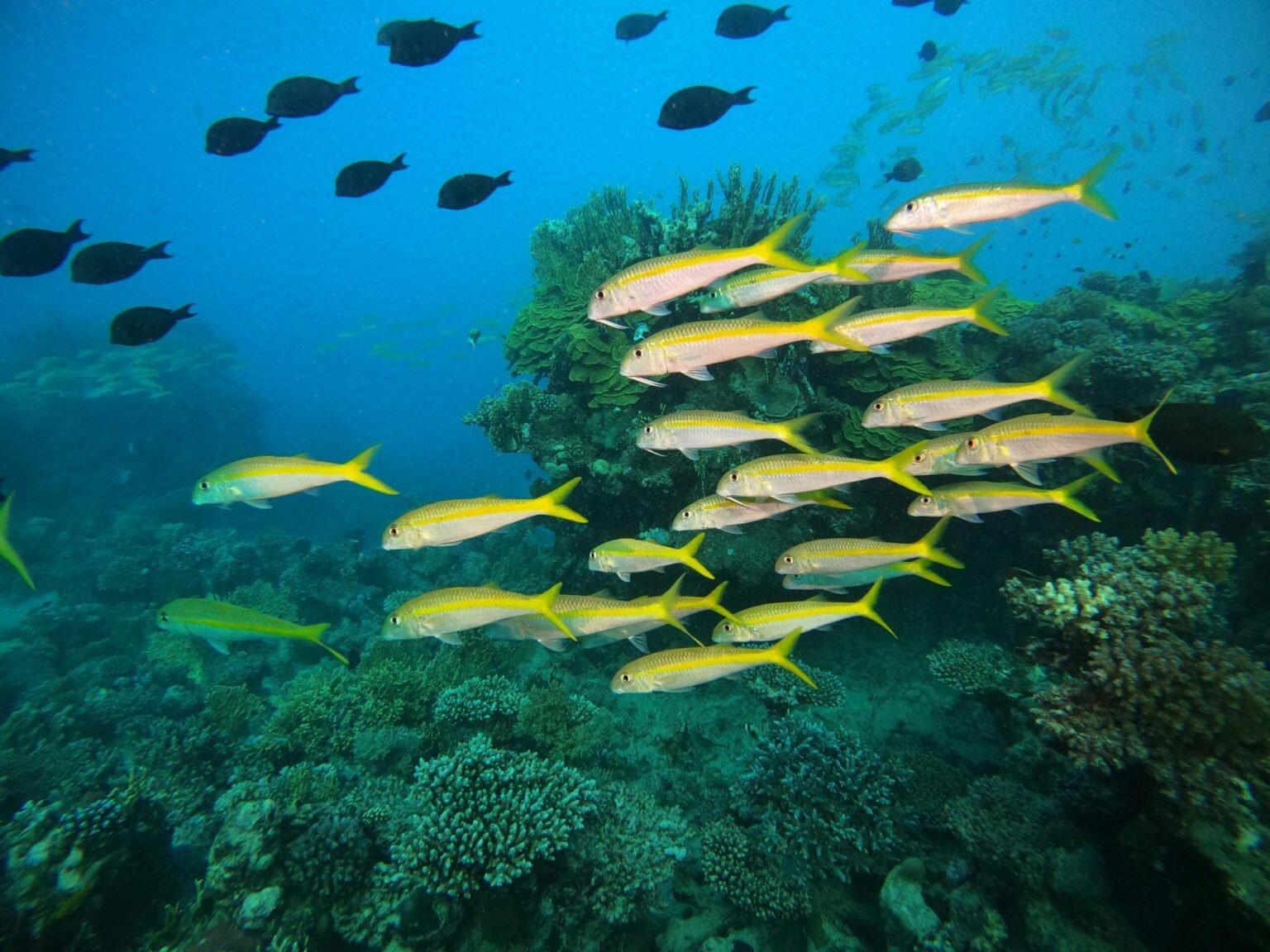 ‘Permanent chemicals’ change fish biology before hatching, research reveals