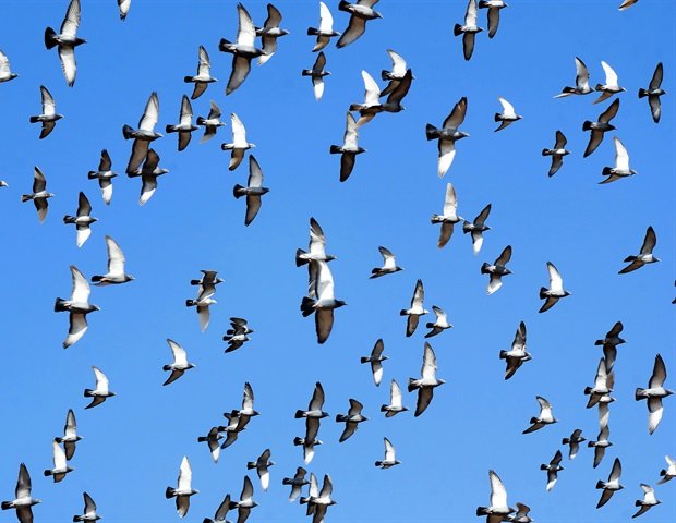 Scientists discover mechanism of avian influenza infection in dairy cows Scientists discover mechanism of avian influenza infection in dairy cows