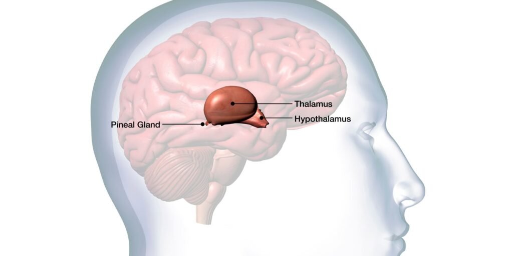 Trauma-related psychiatric disorders are associated with changes in thalamus size