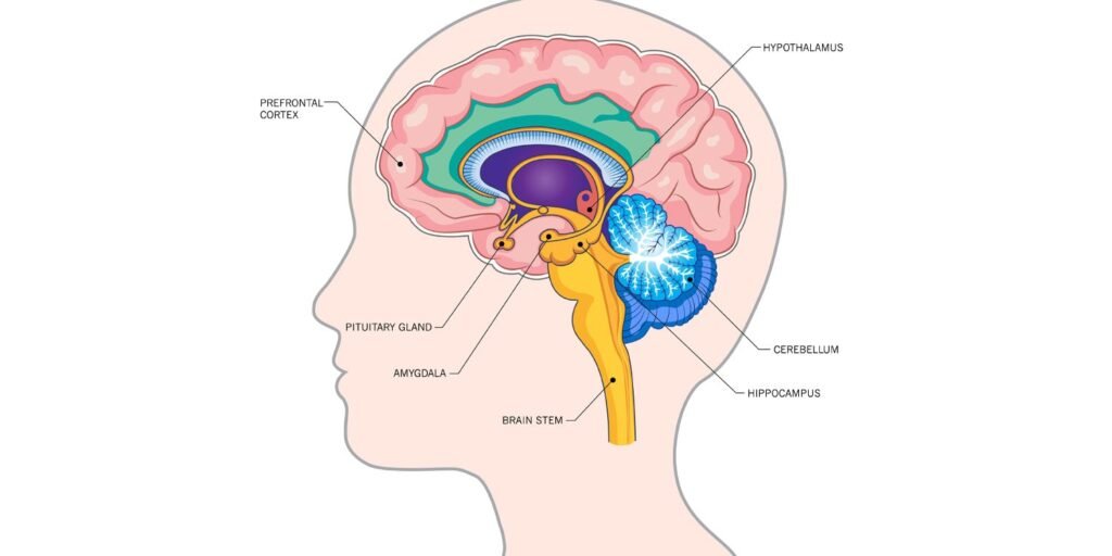 Thalamus size identified as early indicator of future memory decline Thalamus size identified as early indicator of future memory decline