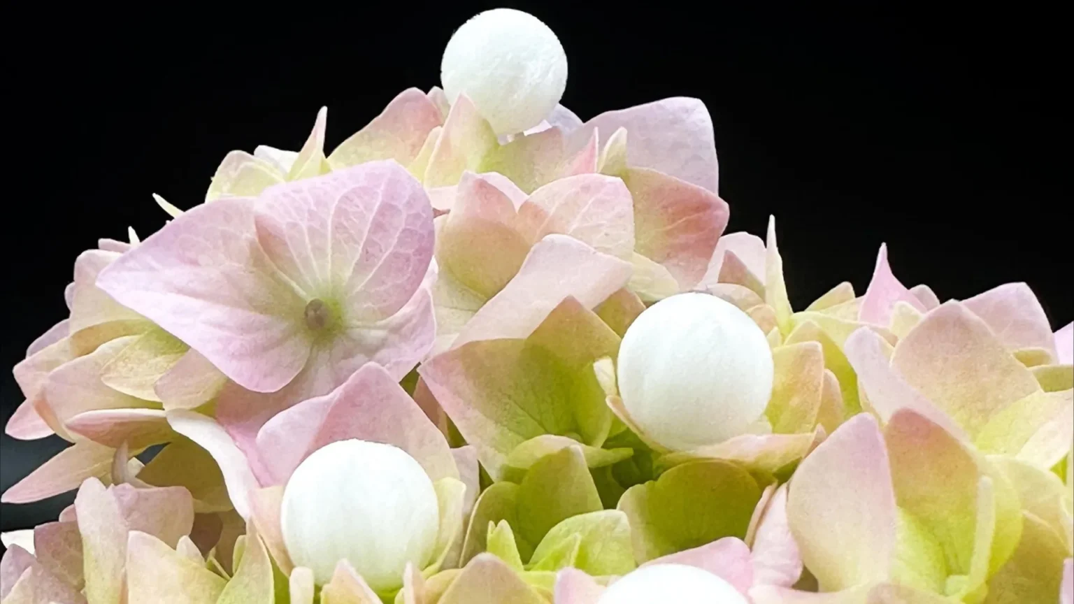 Scientists turn tofu and cheese waste into tiny CO2-capturing beads