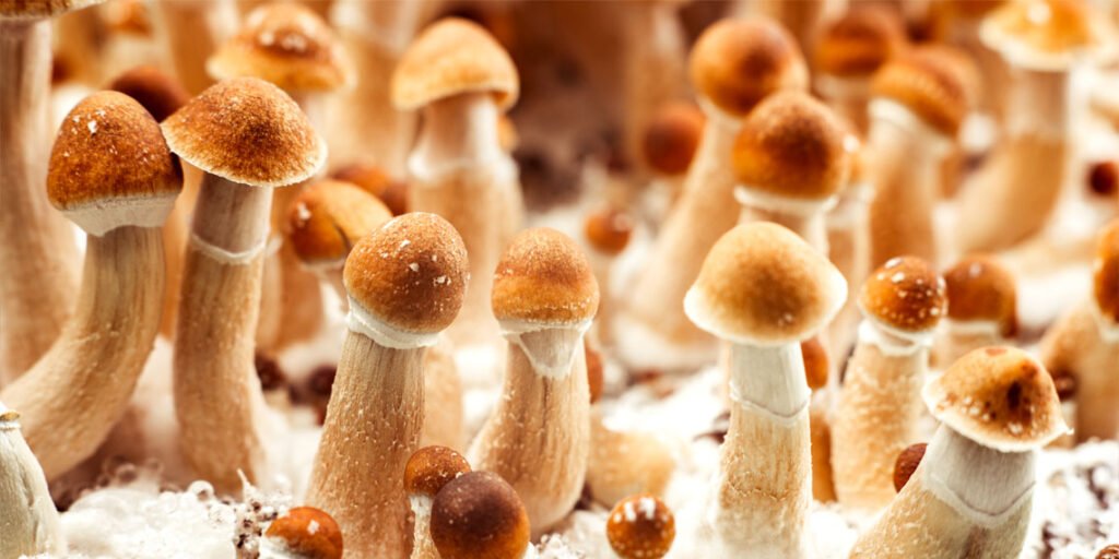Standardized psychedelic therapy for clinical depression shows great promise in pilot trial