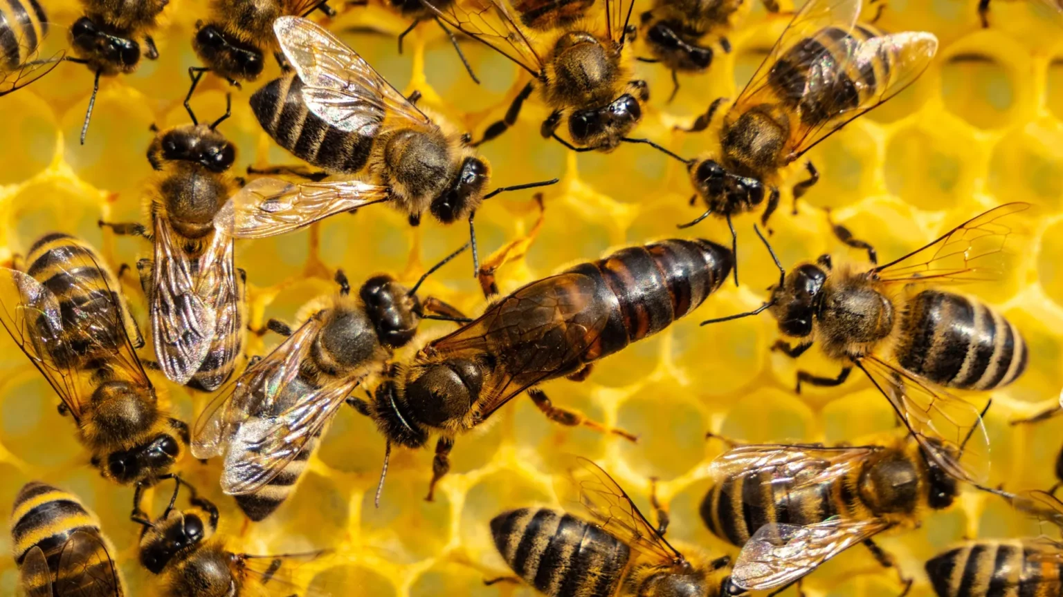 Scientists have discovered how queen bees are actually created