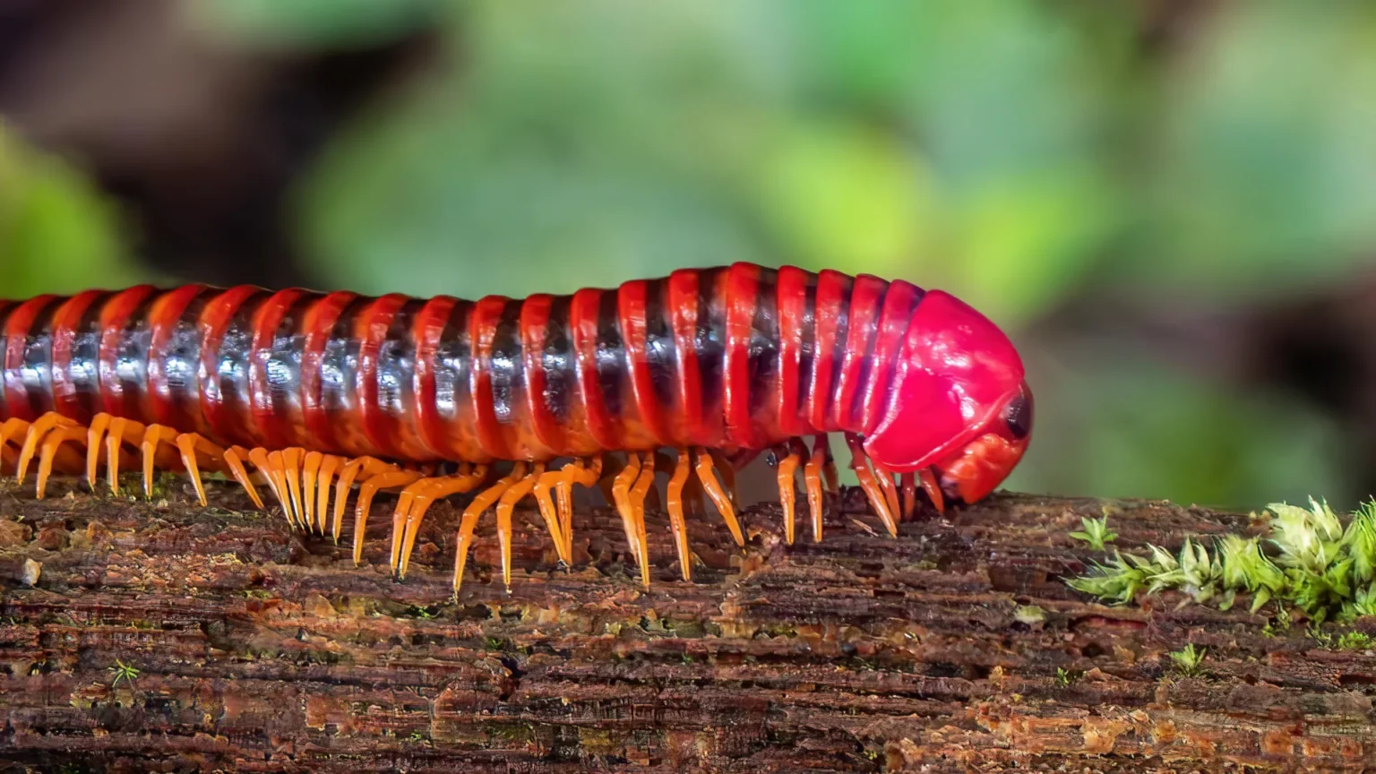 Millipedes took vertebrates 80 million years to reach land.