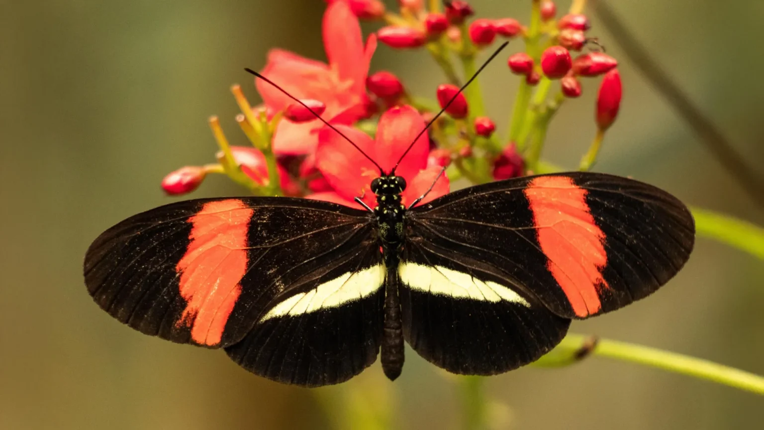 A butterfly that barely ages may help unlock the secret of longevity