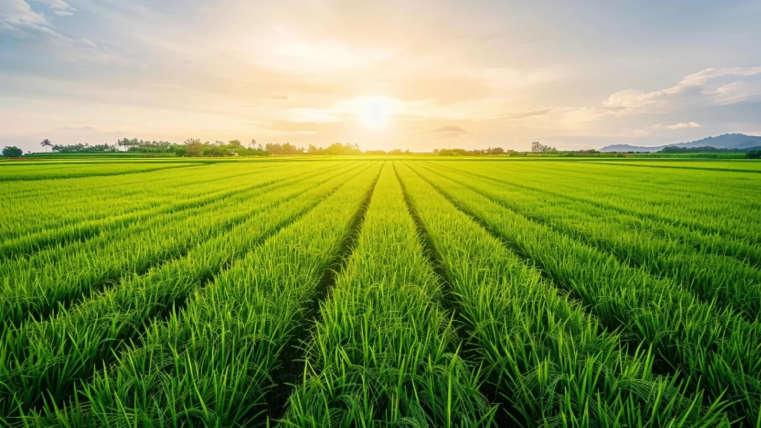 These tiny soil microbes could save crops from salty farmland