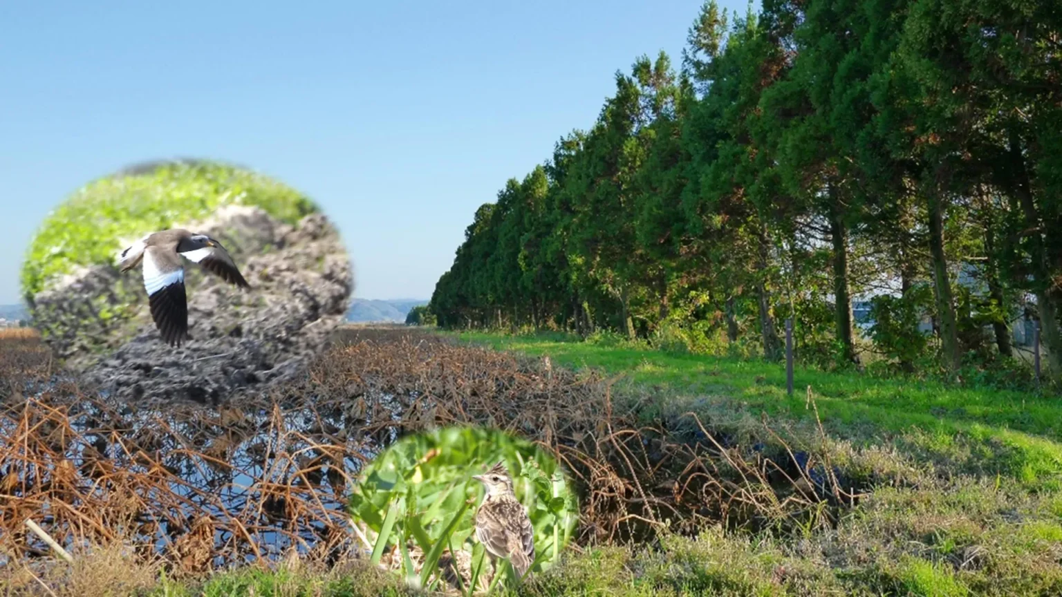 New study reveals more trees could mean fewer birds New study reveals more trees could mean fewer birds
