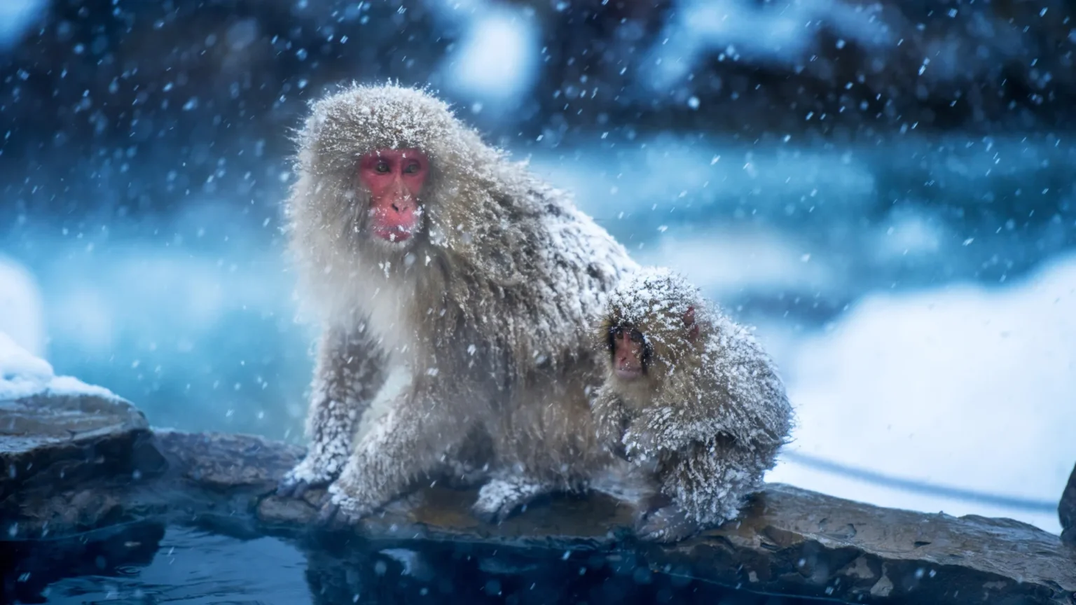 The first primates may have evolved in cold regions rather than the tropics