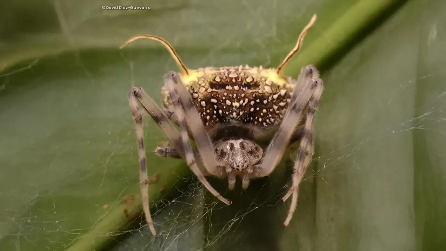 Scientists discover spiders disguised as parasitic bacteria Scientists discover spiders disguised as parasitic bacteria
