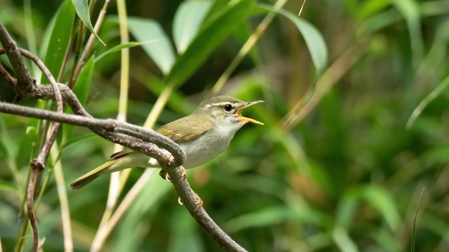 DNA reveals surprising secrets and hidden bird species discovered in Japan DNA reveals surprising secrets and hidden bird species discovered in Japan