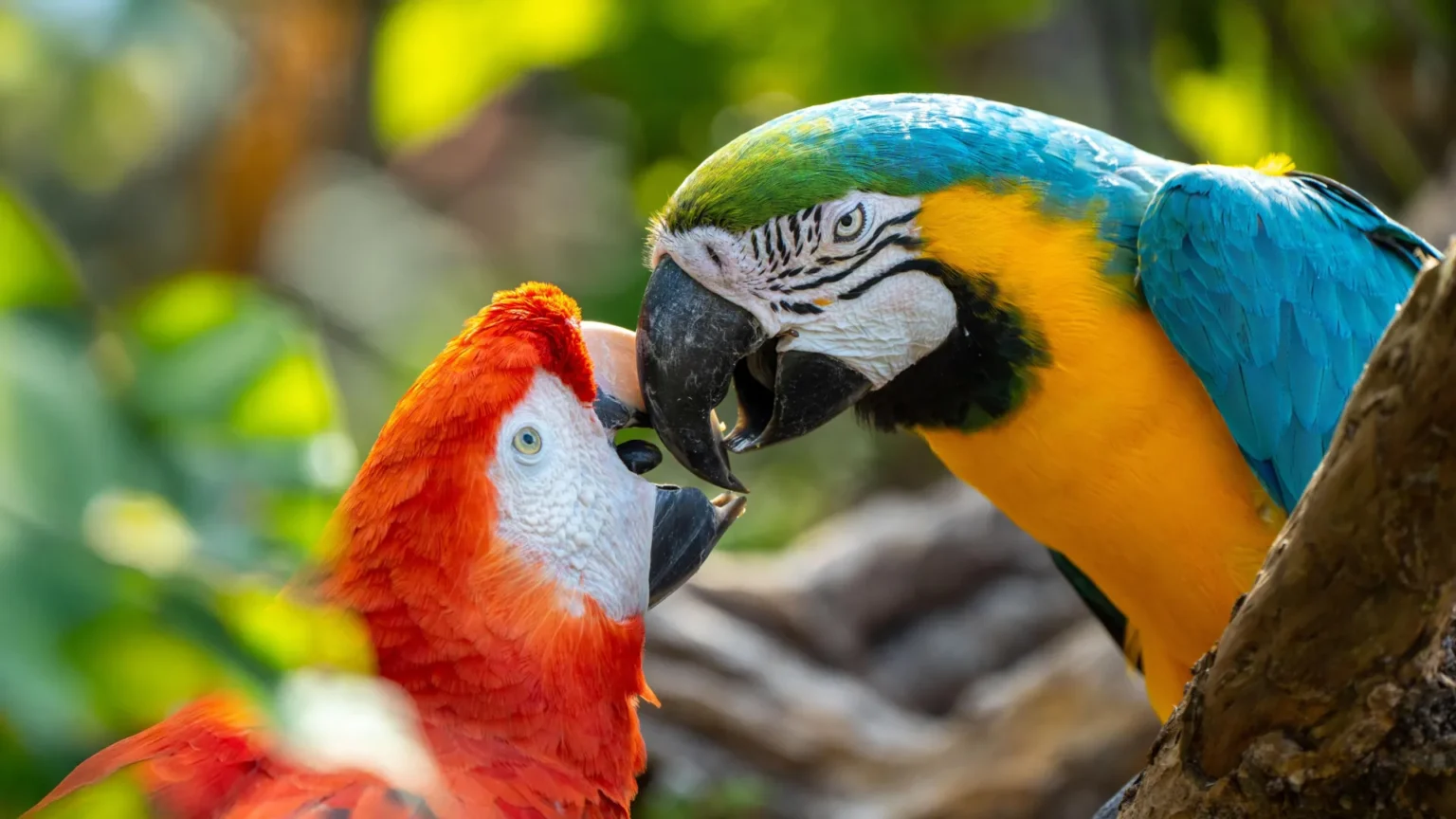Scientists discover parrots may actually use names Scientists discover parrots may actually use names