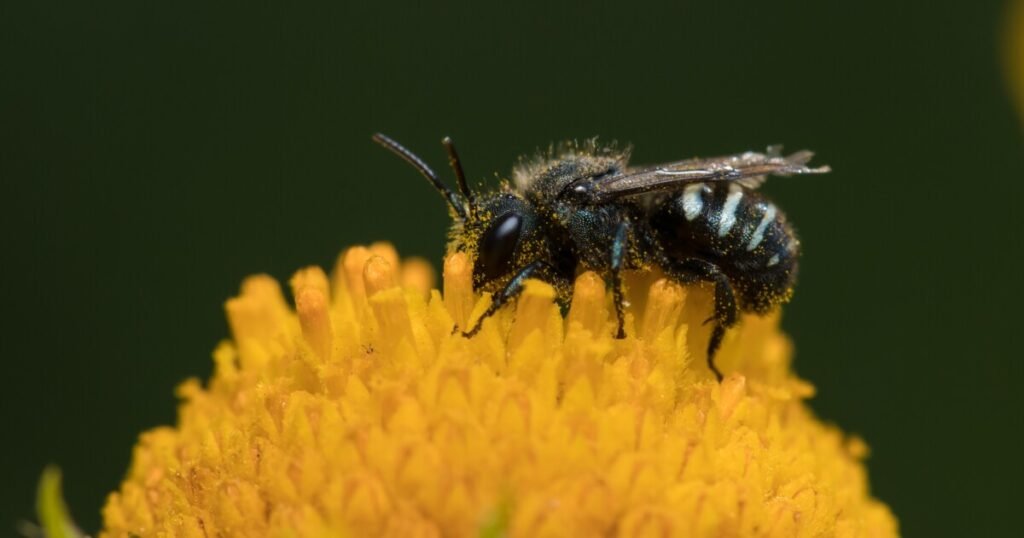 How Oregon reduced pesticide-related bee deaths