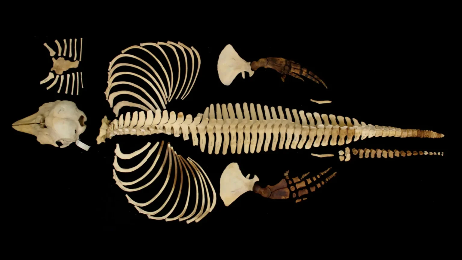 Endangered vaquita gets digital lifeline Endangered vaquita gets digital lifeline