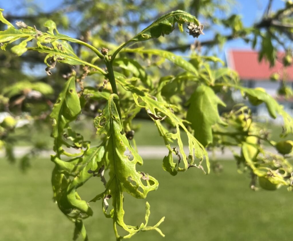 Pesticides “shatter” leaves on Iowa trees – Iowa Capital Dispatch Pesticides “shatter” leaves on Iowa trees – Iowa Capital Dispatch