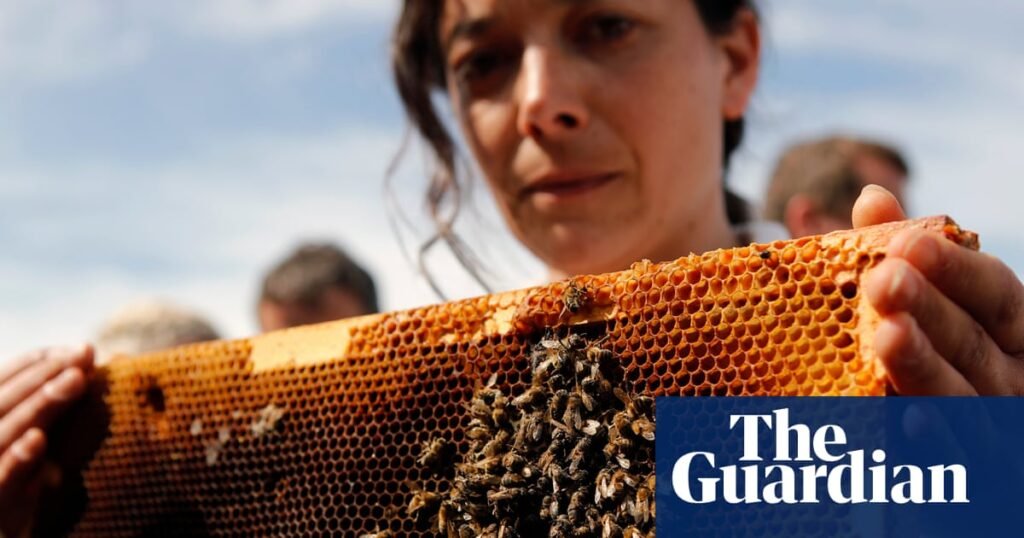 ‘Scandalous, irrational, irresponsible’: French beekeepers outraged over lifting of ban on pesticides | France