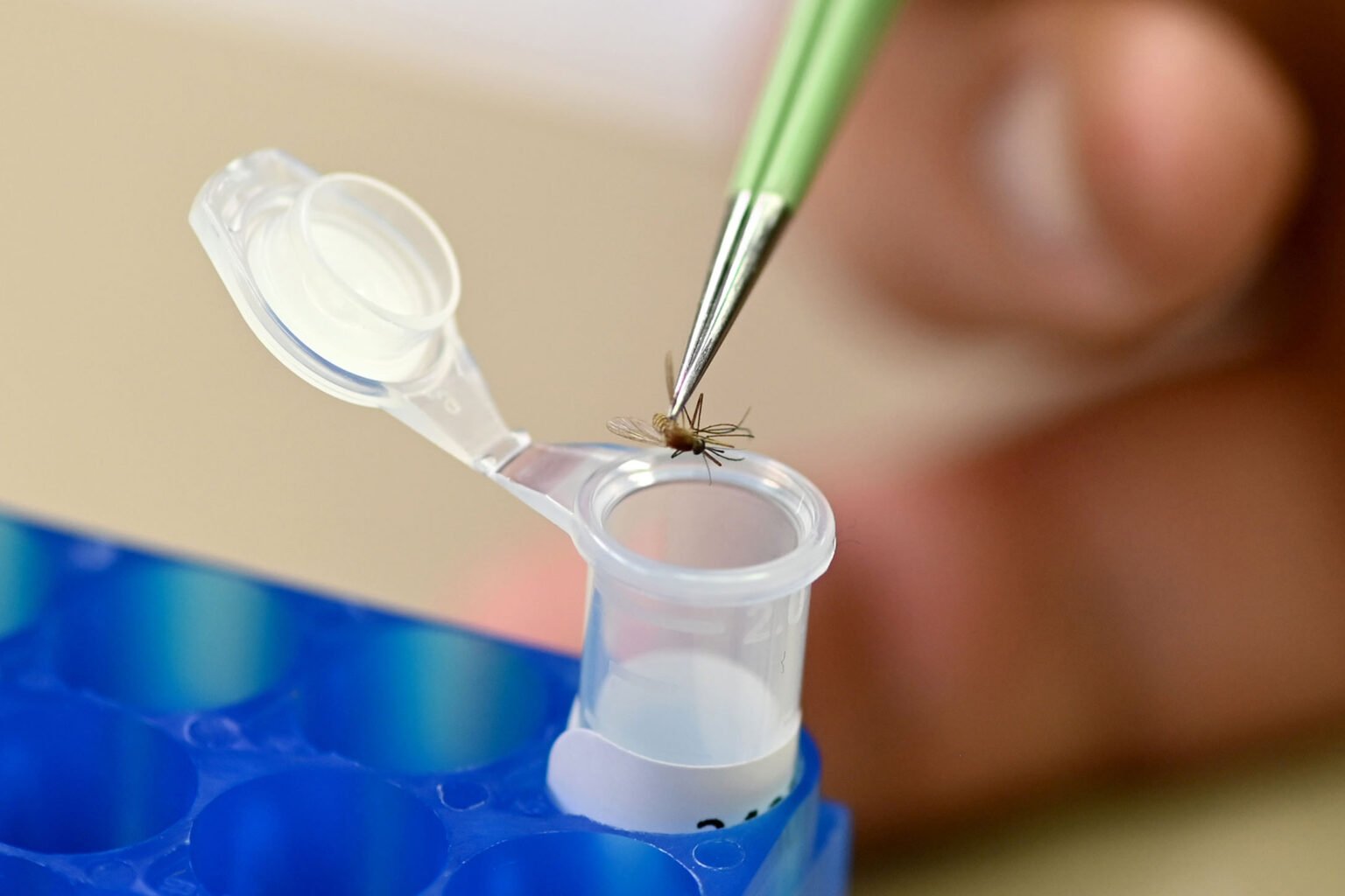 As climate change expands mosquito habitat, enhanced monitoring is key to disease prevention