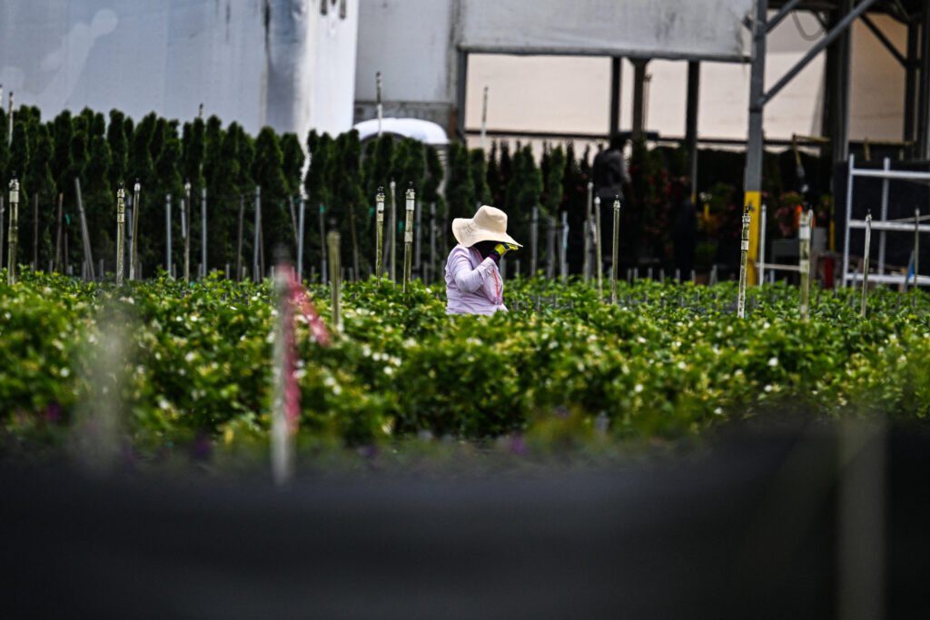 Florida farm workers continue to work long hours in ‘scorching’ heat Florida farm workers continue to work long hours in ‘scorching’ heat