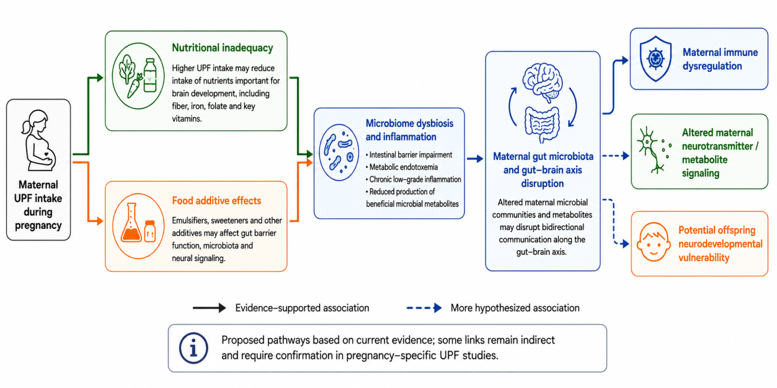 A mother’s diet high in UPF may affect her child’s health years later