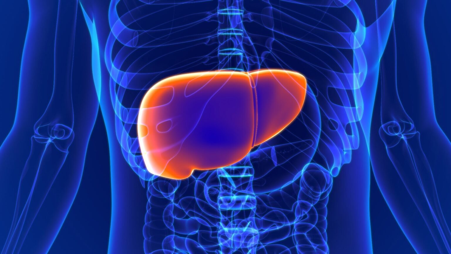Study tested the association of chronotype with liver but found no significant association Study tested the association of chronotype with liver but found no significant association