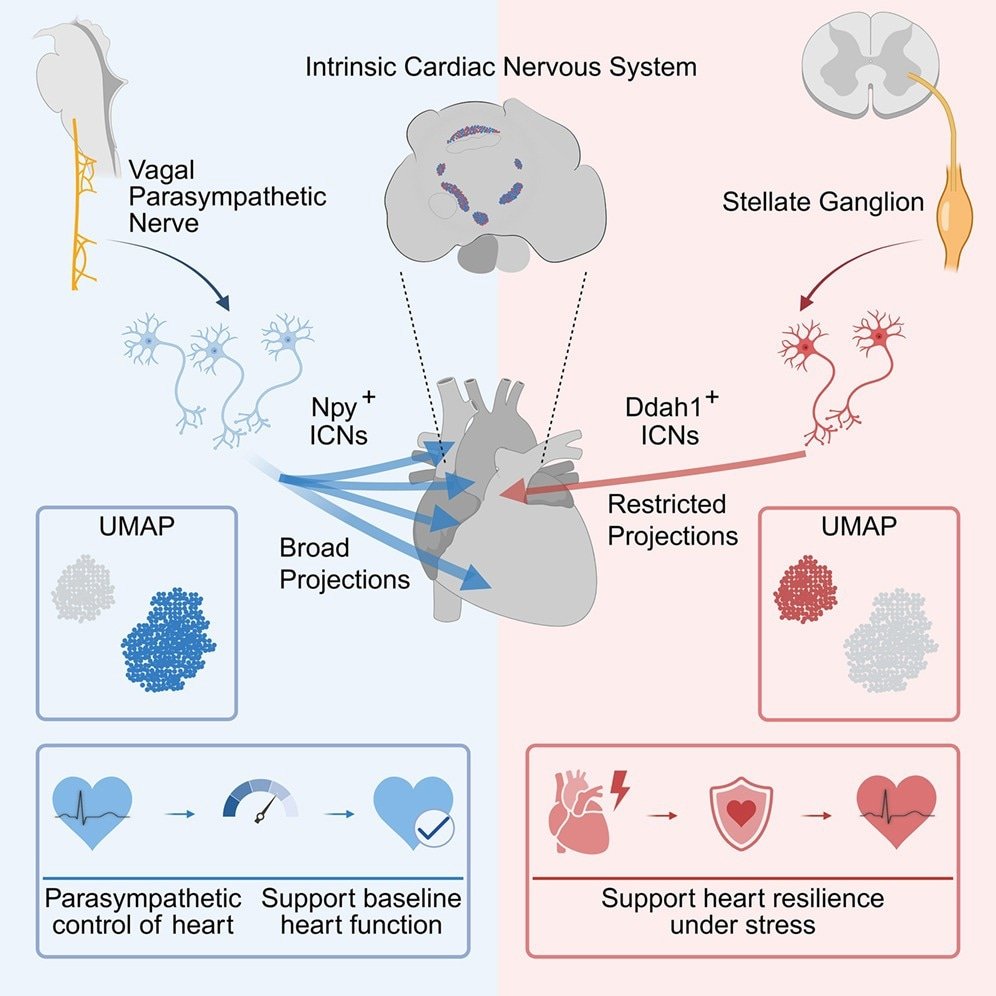 Two types of cardiac neurons maintain mouse heart stability Two types of cardiac neurons maintain mouse heart stability