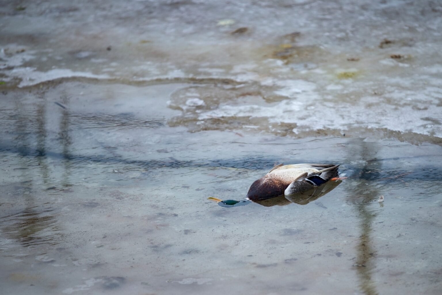 Wild bird surveillance reveals H5Nx influenza continues to return to China Wild bird surveillance reveals H5Nx influenza continues to return to China