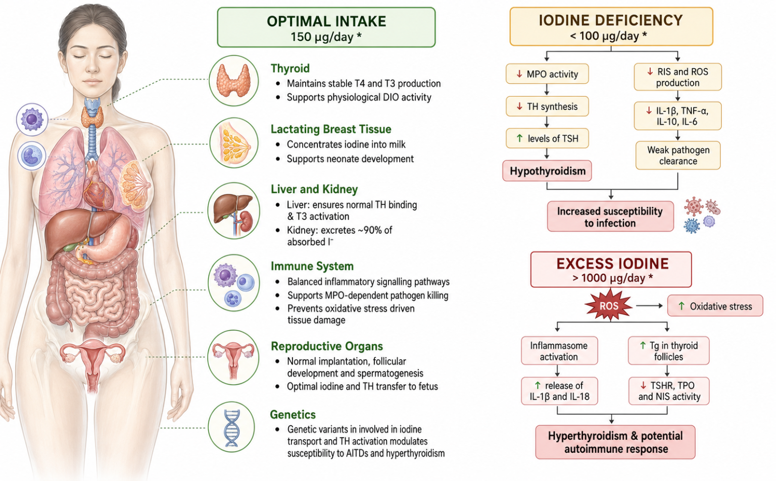 Too little or too much iodine can disrupt the immune balance