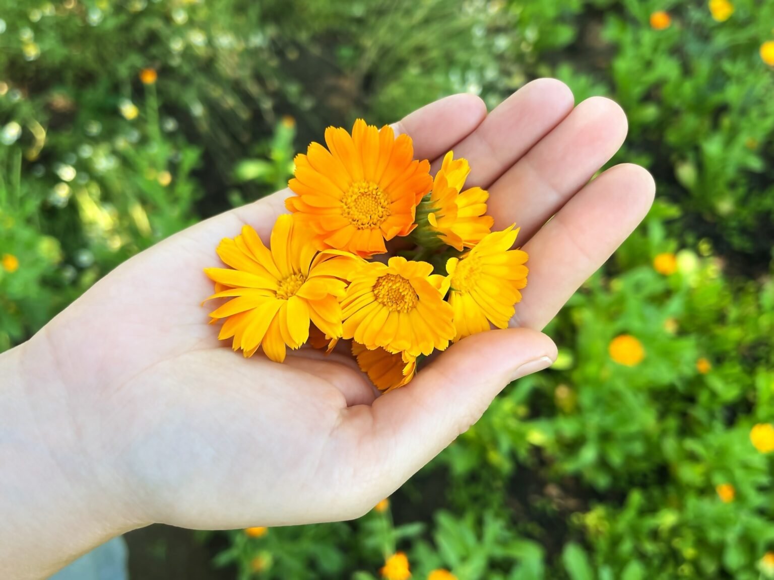 These edible flowers do more than just brighten up your plates.