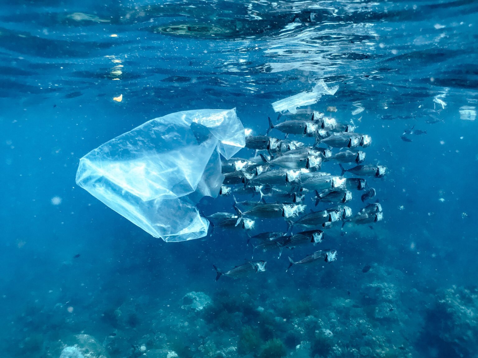 Microplastics in deep sea ecosystem recorded for the first time