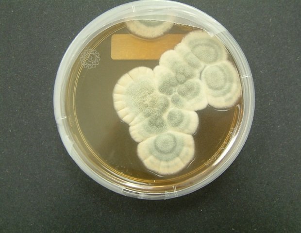 Antimicrobial resistance patterns and treatment outcomes of S. suis infections in Southeast Asia Antimicrobial resistance patterns and treatment outcomes of S. suis infections in Southeast Asia