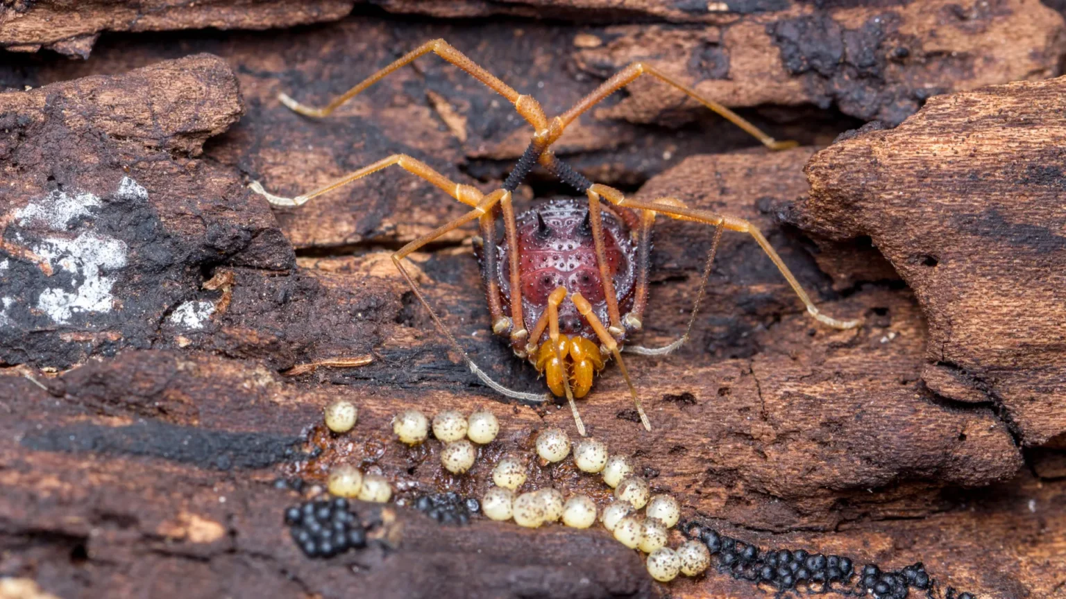 Spider-like creature helps uncover father’s surprising origins Spider-like creature helps uncover father’s surprising origins