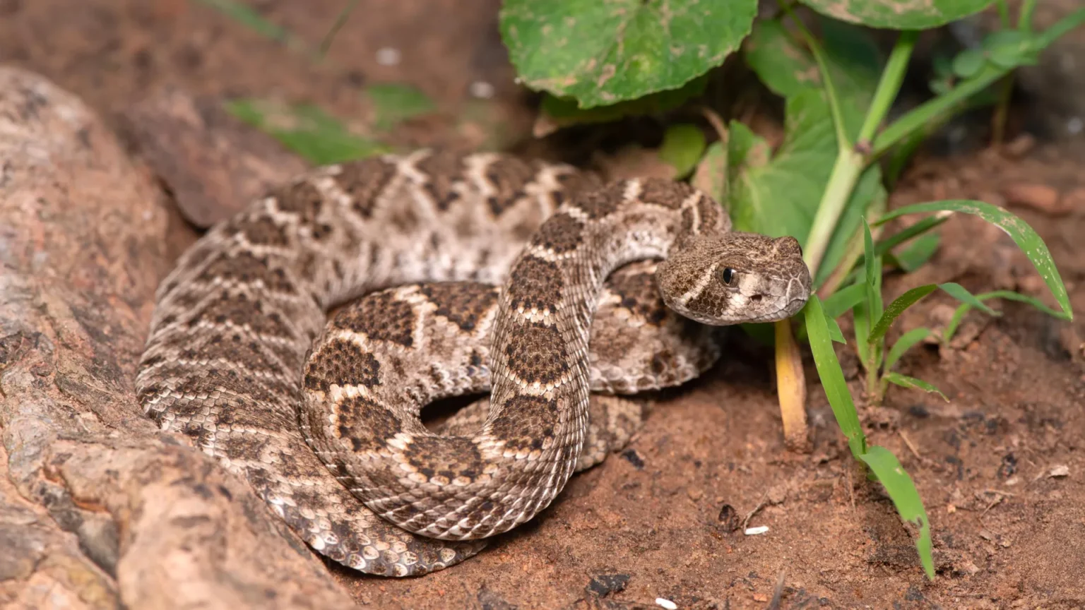 Scientists debunk the myth of dangerous baby rattlesnakes Scientists debunk the myth of dangerous baby rattlesnakes