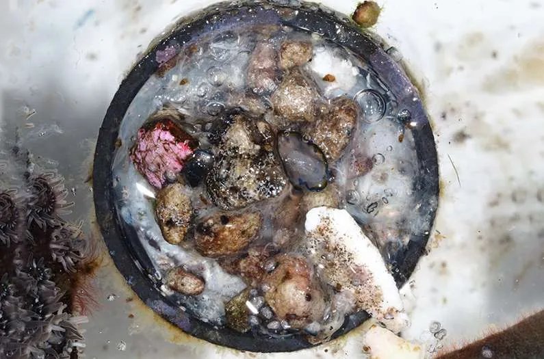 This bottle cap has traveled 1,500km. There were 307 hitchhikers. This bottle cap has traveled 1,500km. There were 307 hitchhikers.