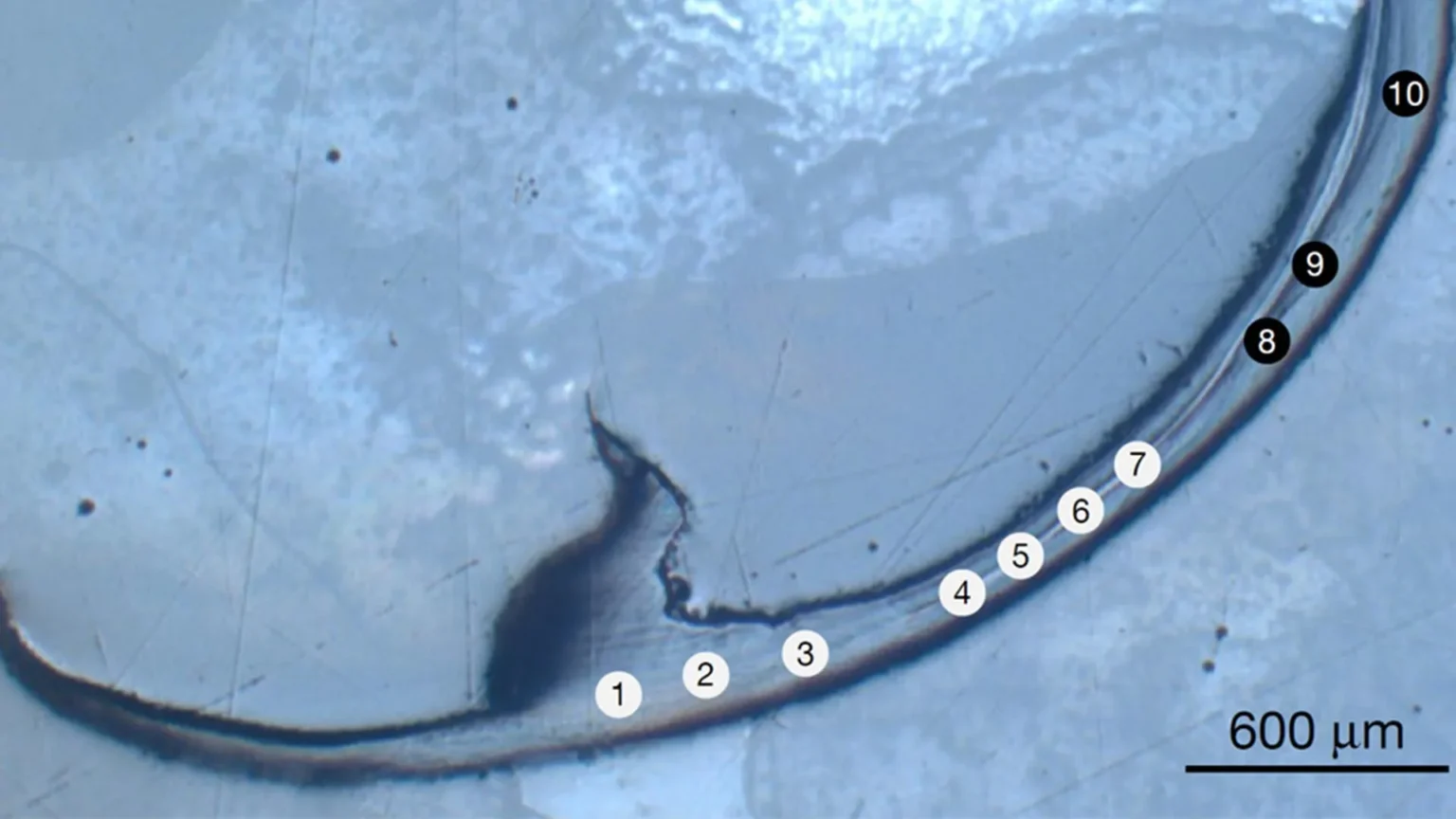 This ancient sea worm has a ‘biometallic’ jaw unlike anything scientists have seen before