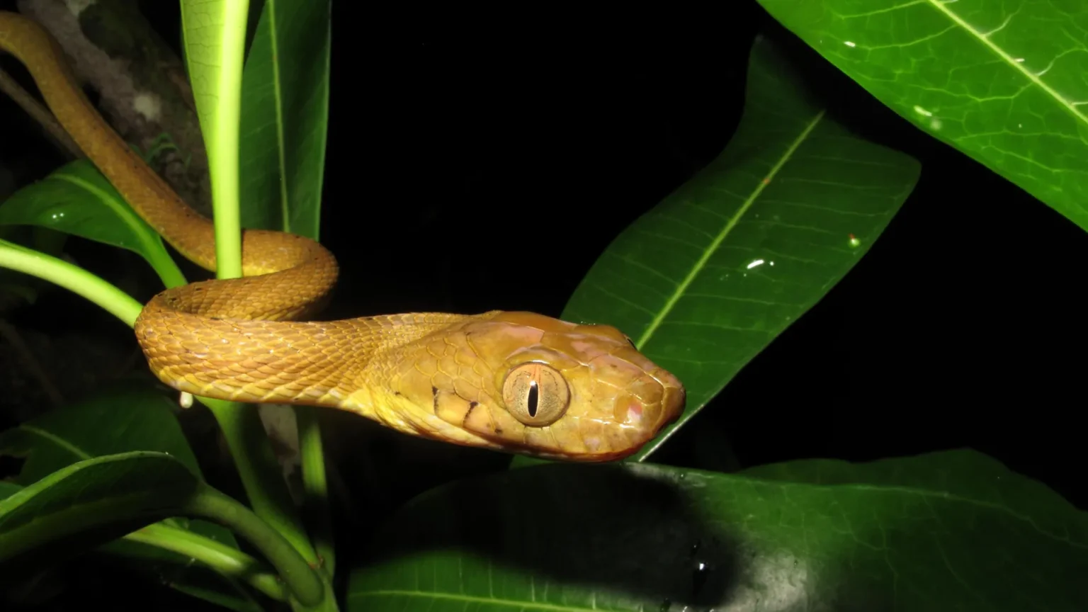 Hidden genetic diversity helped inbred horseshoe snakes conquer Guam