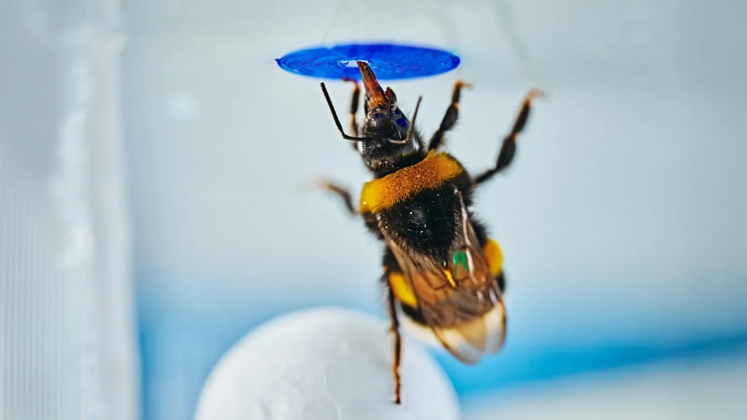 Scientists are stunned as bumblebees solve classic intelligence tests Scientists are stunned as bumblebees solve classic intelligence tests