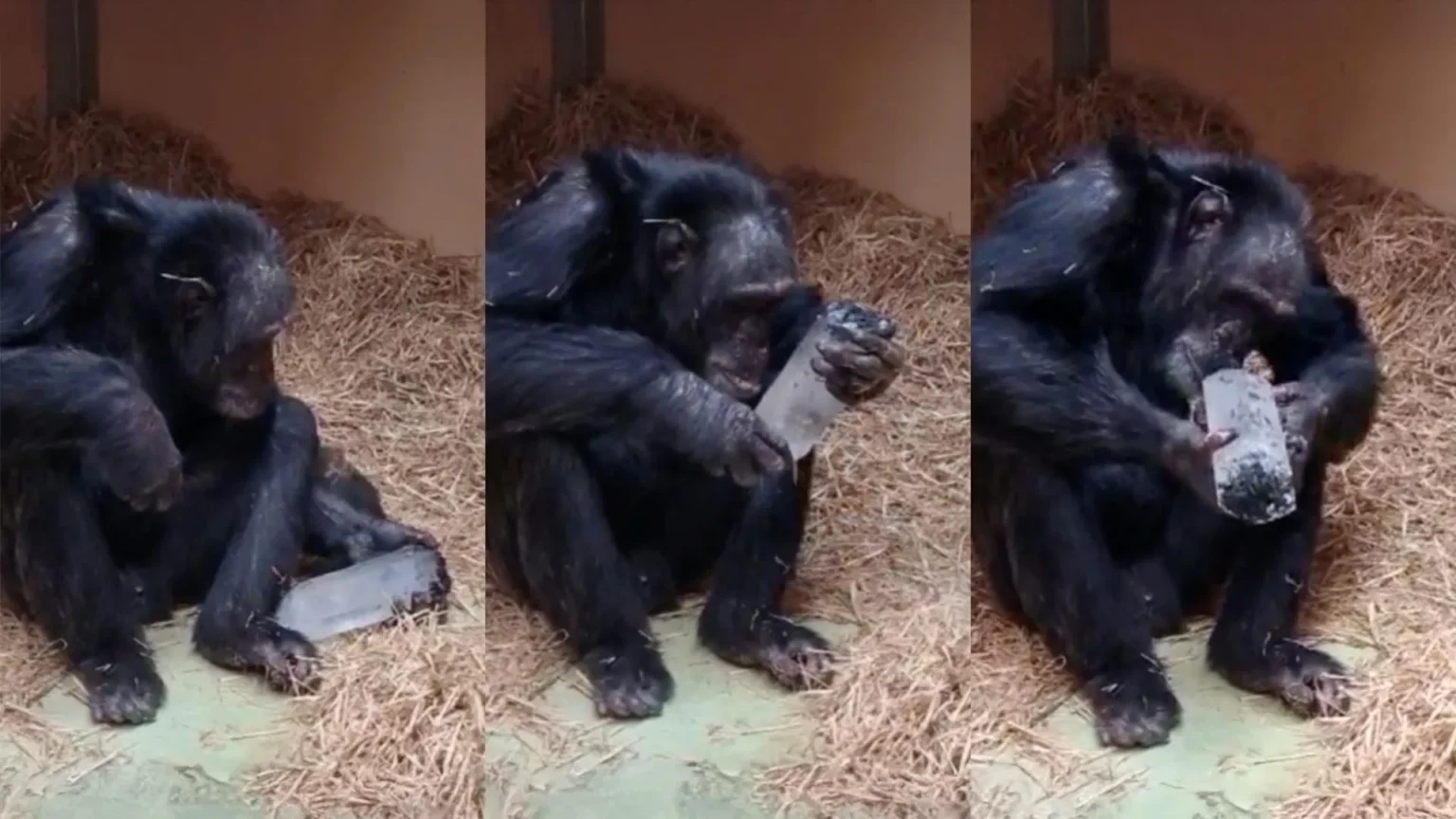 Why have humans been collecting crystals for 780,000 years? Chimpanzees may have the answer Why have humans been collecting crystals for 780,000 years? Chimpanzees may have the answer