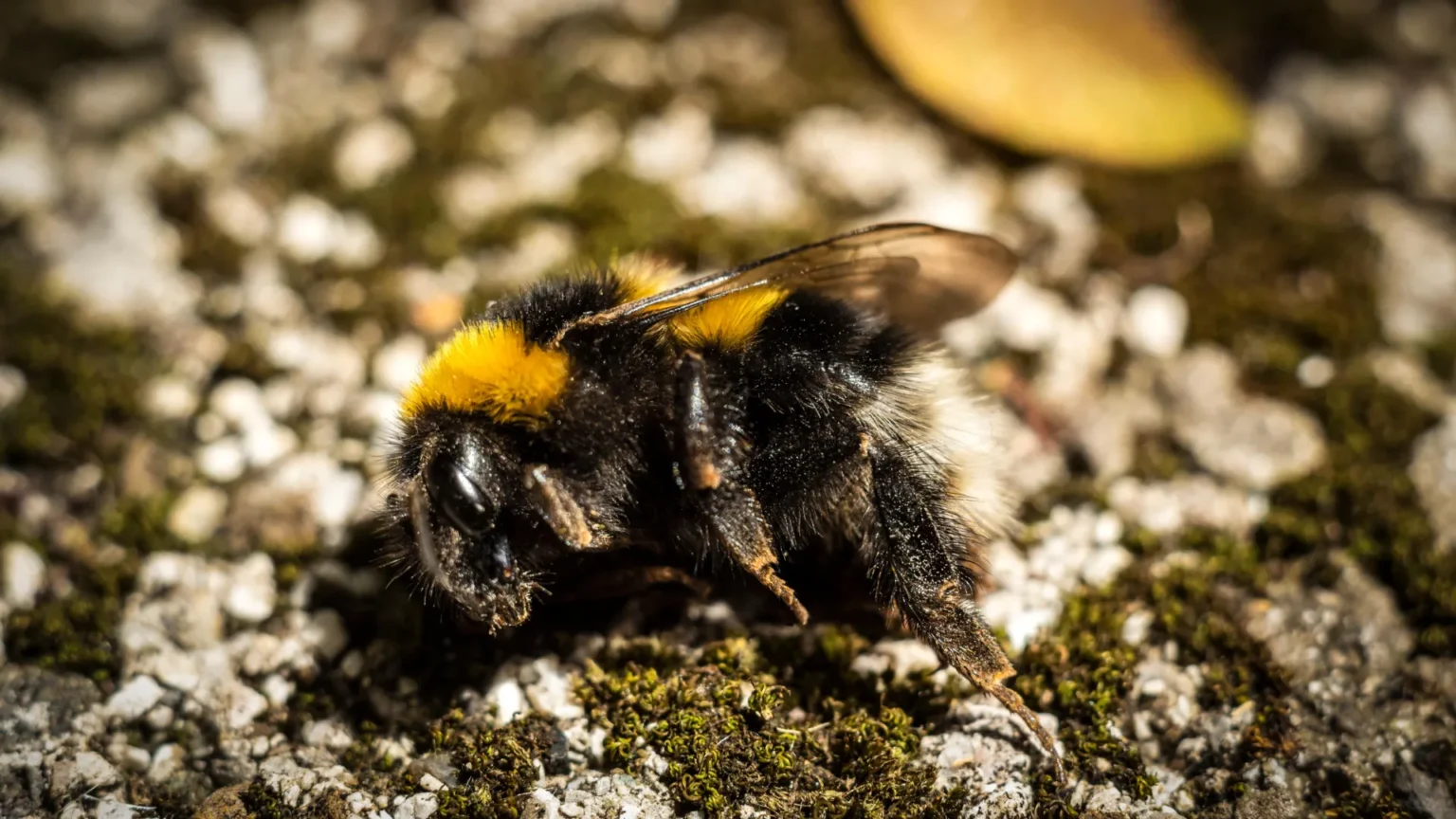 Why do so many dead bumblebees appear on sidewalks?