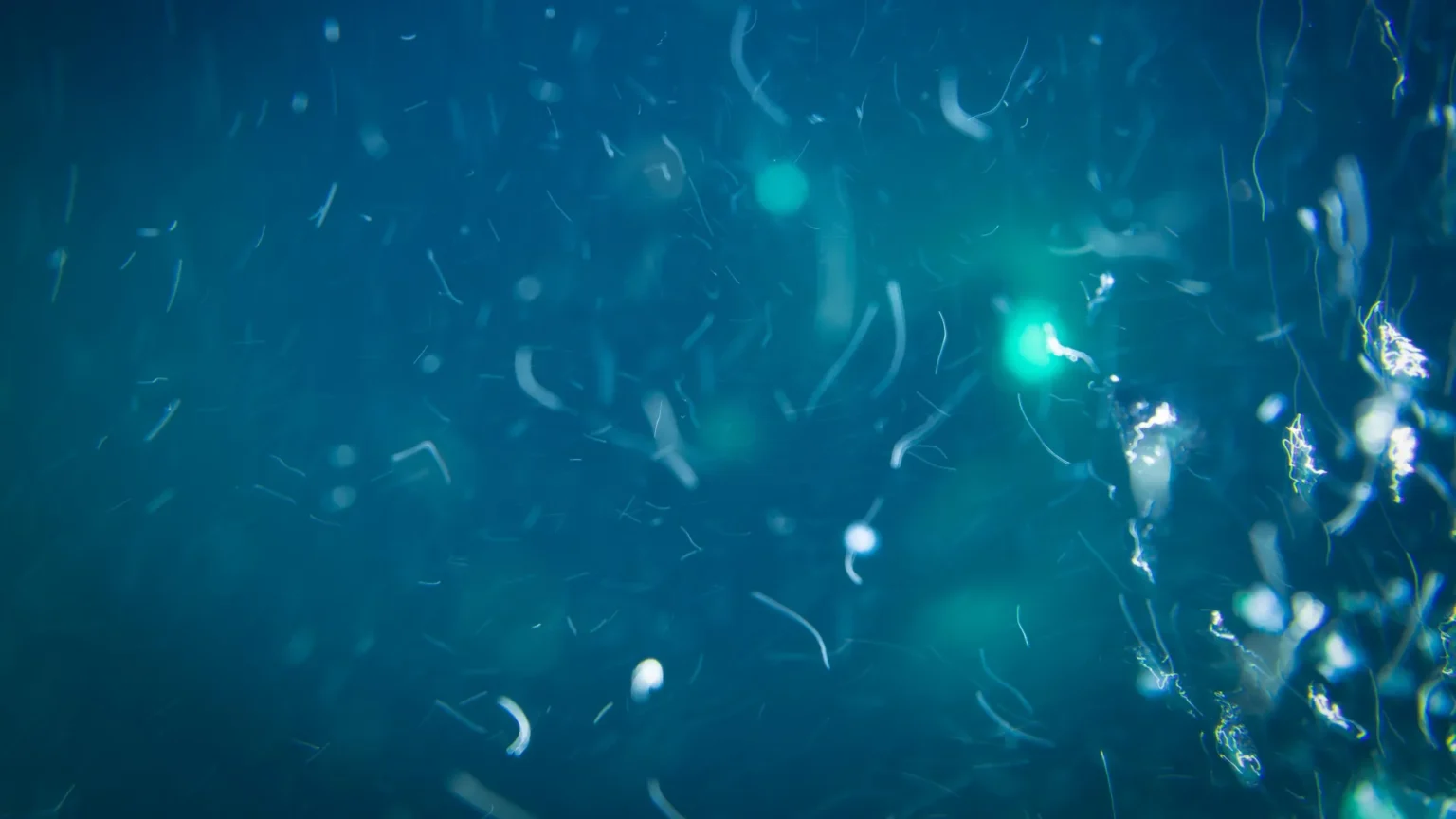 Deep sea creatures have a secret food source that scientists never expected Deep sea creatures have a secret food source that scientists never expected