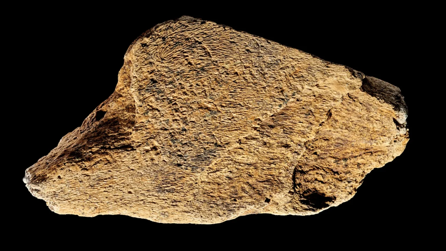 500,000-year-old elephant bone hammer shows ancient humans were skilled tool makers