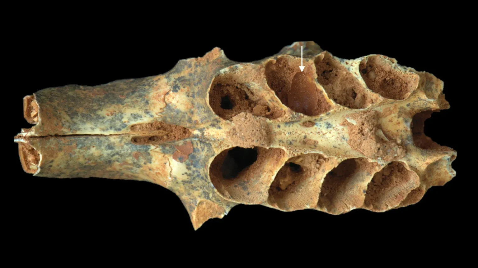 20,000 years ago, ancient bees turned dental sockets into tiny nurseries 20,000 years ago, ancient bees turned dental sockets into tiny nurseries