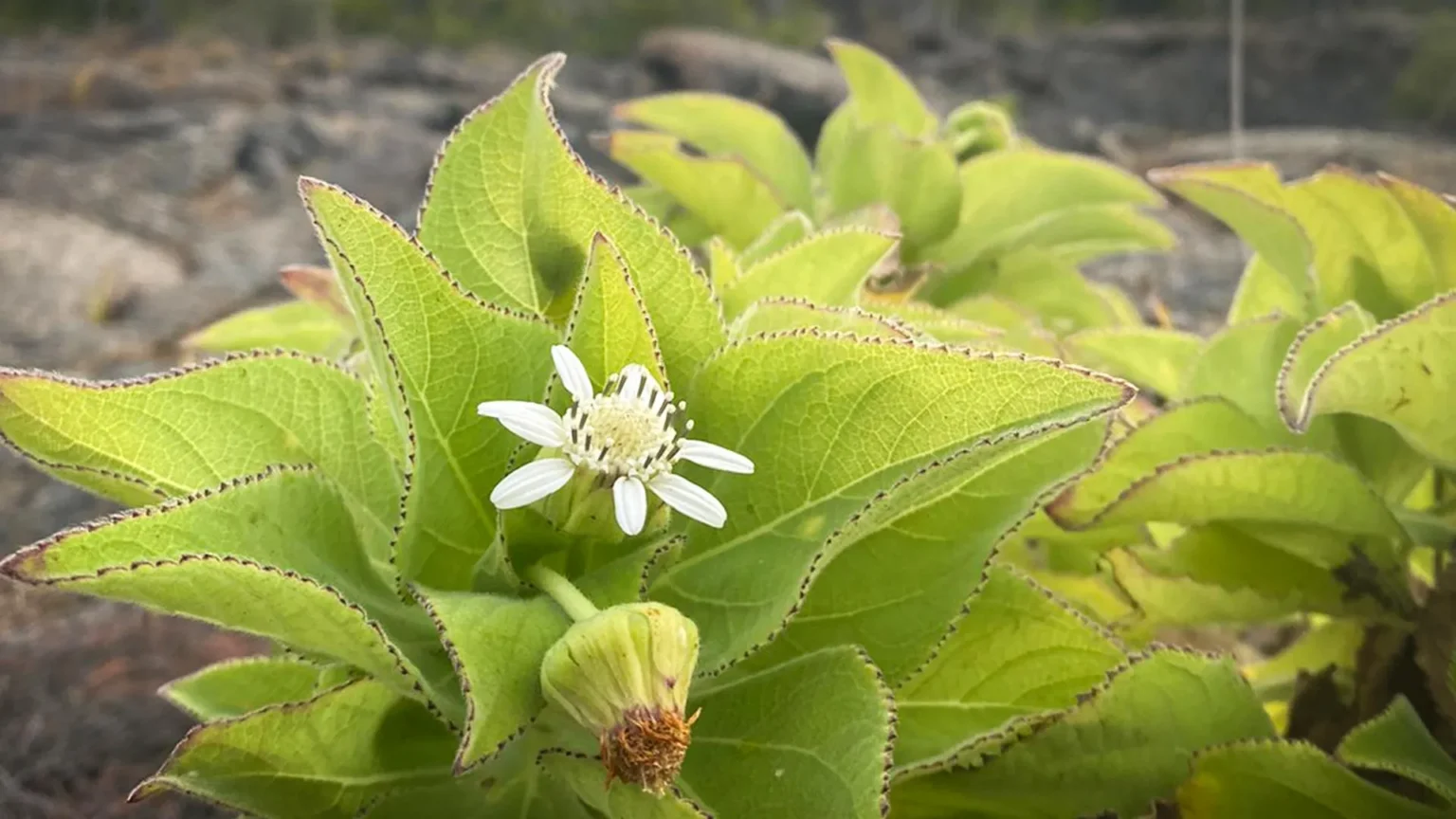 Scientists discover that evolution repeats itself in the Galapagos Islands Scientists discover that evolution repeats itself in the Galapagos Islands