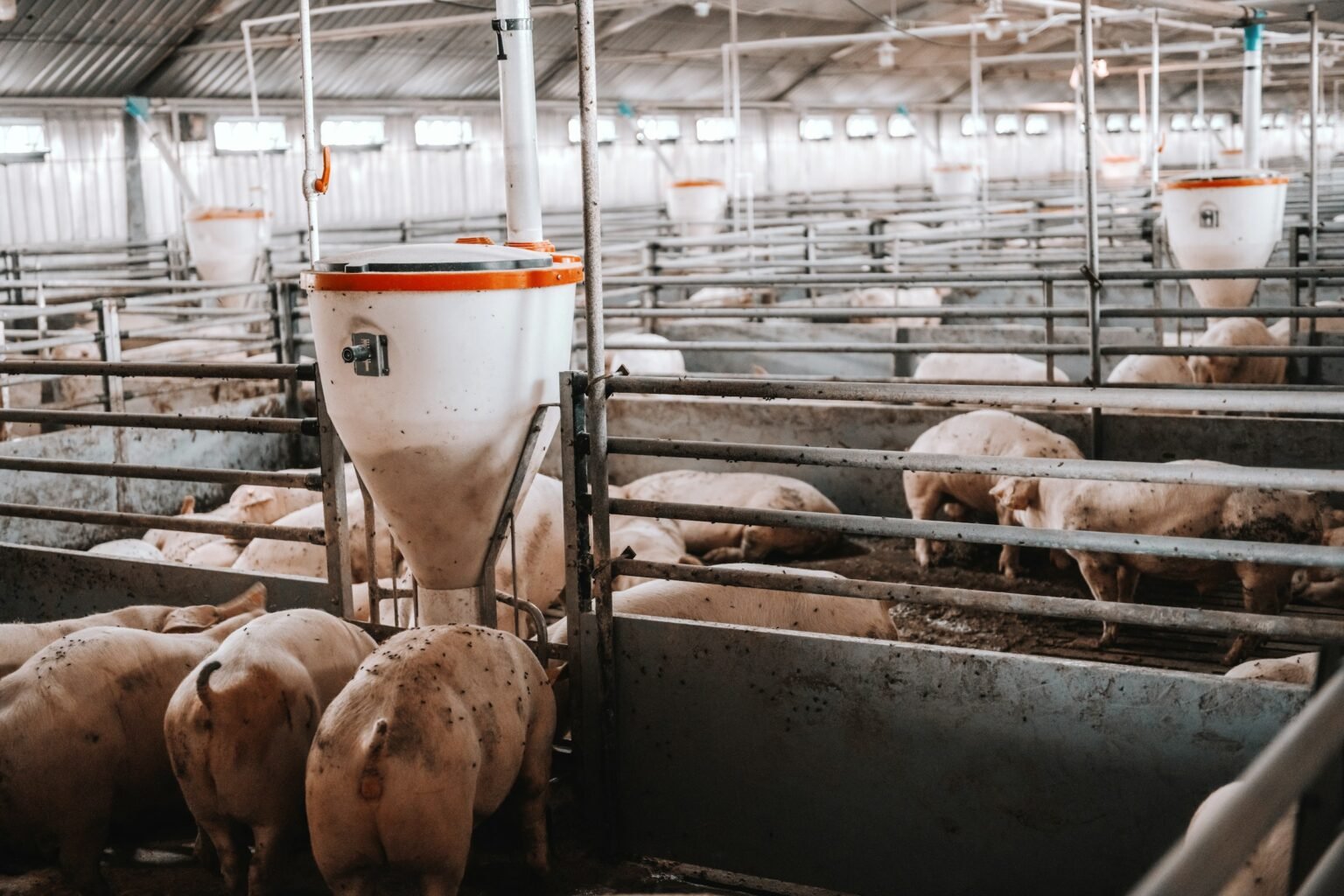 Analysis finds Iowa’s livestock boom is outpacing monitoring as fertilizer contamination grows