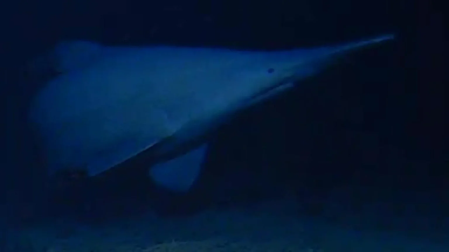 This is the first time a rare goblin shark has been photographed alive in the deep sea. This is the first time a rare goblin shark has been photographed alive in the deep sea.