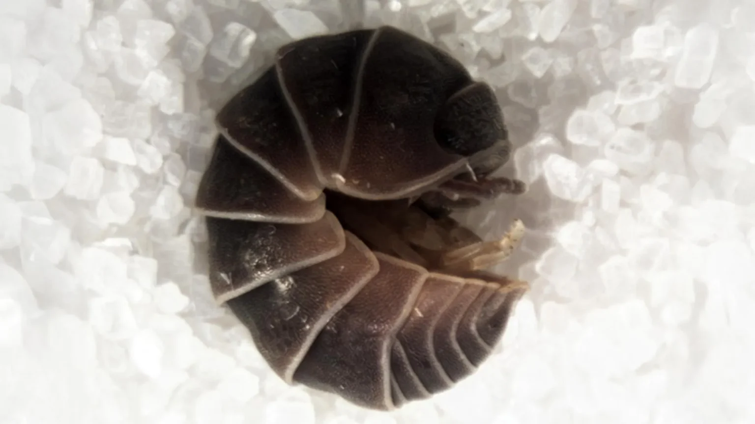 Streetlights trap thousands of pill bugs in giant ‘death spirals’