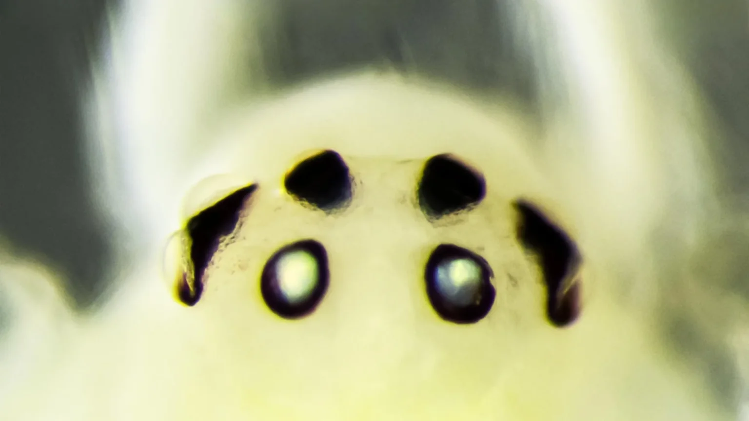 Hawaii’s famous ‘happy-faced’ spider has a surprising relative