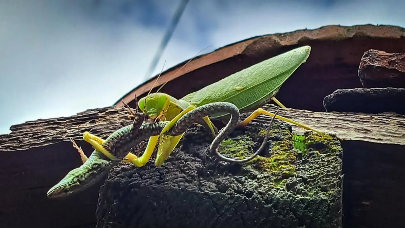 Scientists warn that invasive Asian praying mantis threatens European wildlife Scientists warn that invasive Asian praying mantis threatens European wildlife