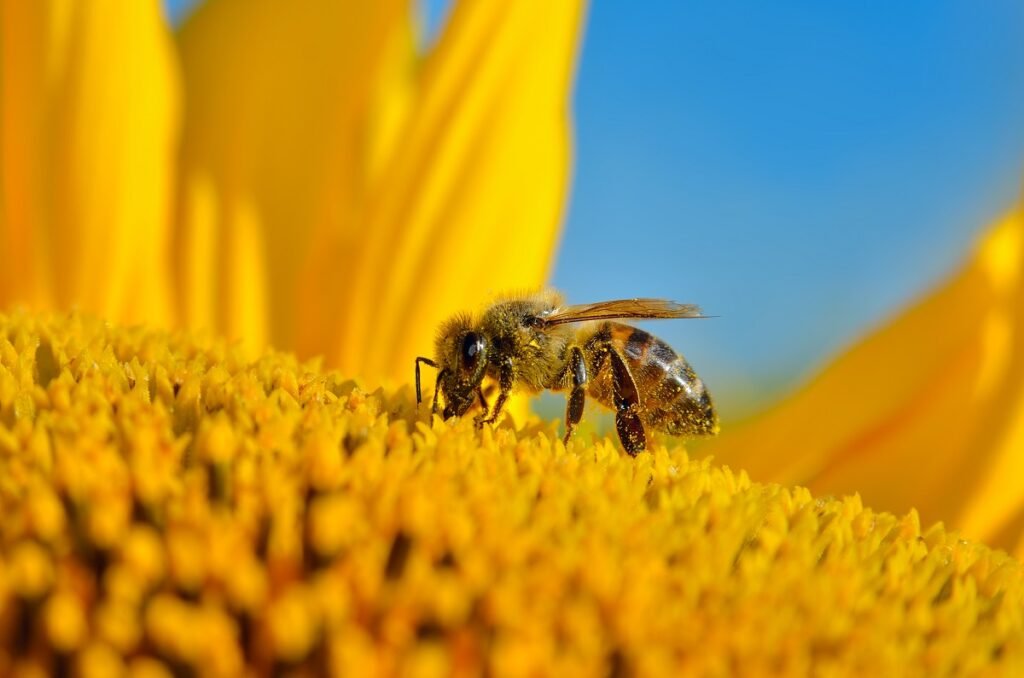 Honeybees in America are dying in record numbers. New Jersey is caught in the middle of it. Honeybees in America are dying in record numbers. New Jersey is caught in the middle of it.