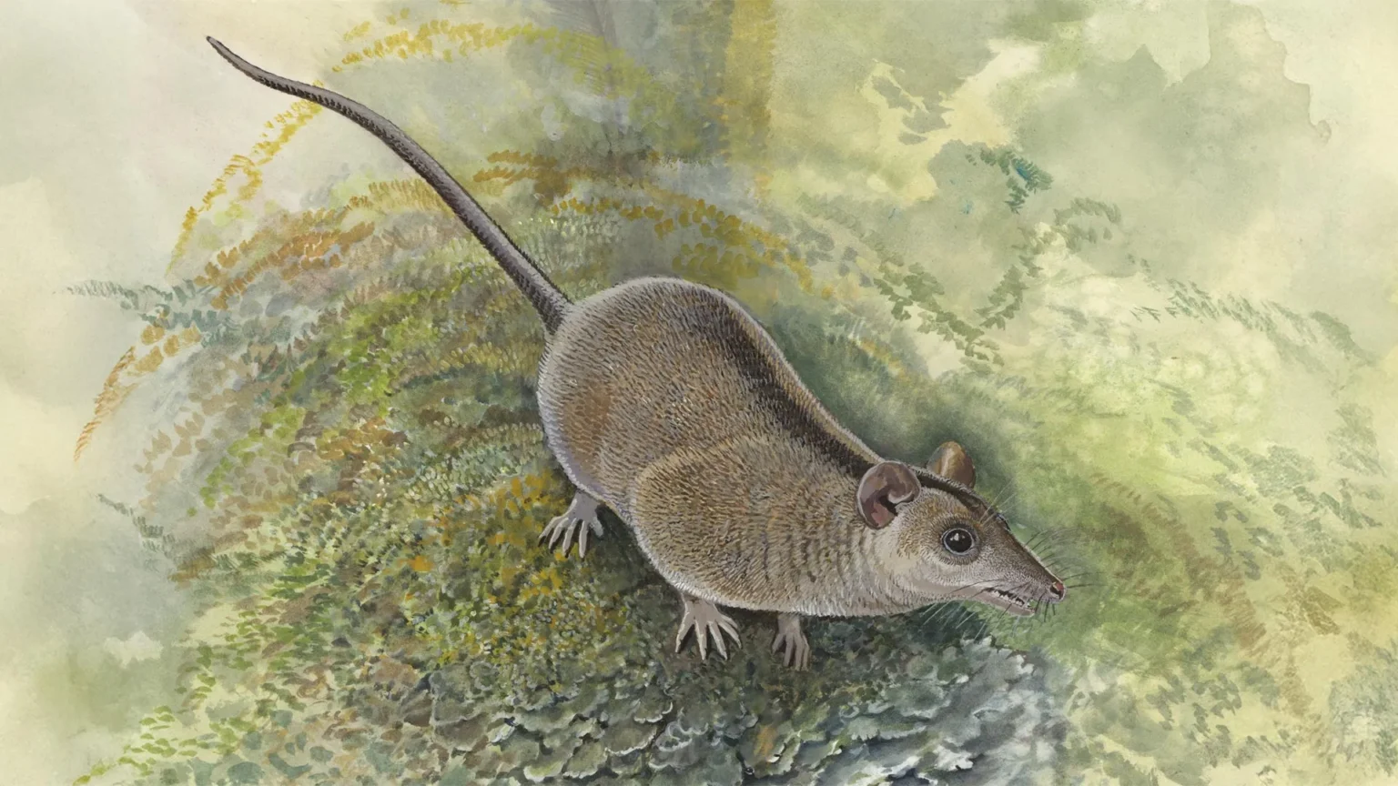 Scientists have discovered a lost branch of Australia’s marsupials Scientists have discovered a lost branch of Australia’s marsupials